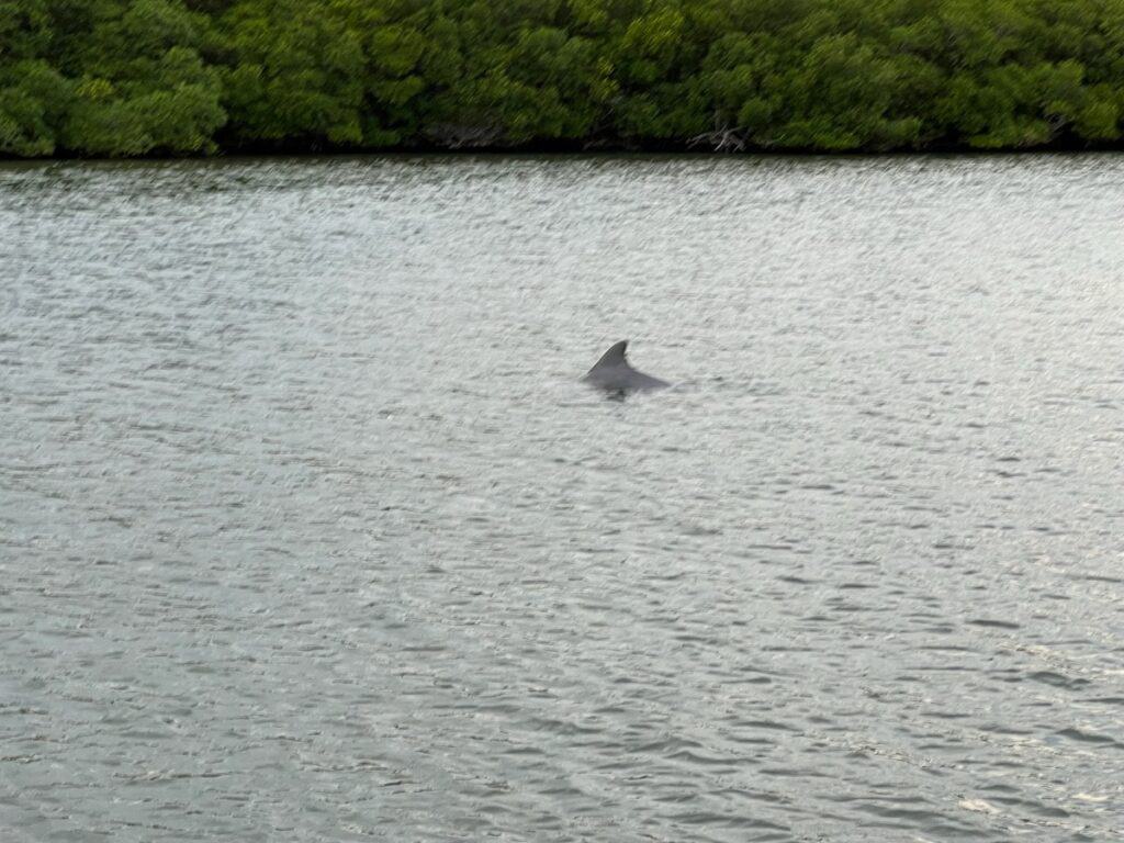 River Dolphin spotted on the Indian River Pontoon Sunset Boat Tour