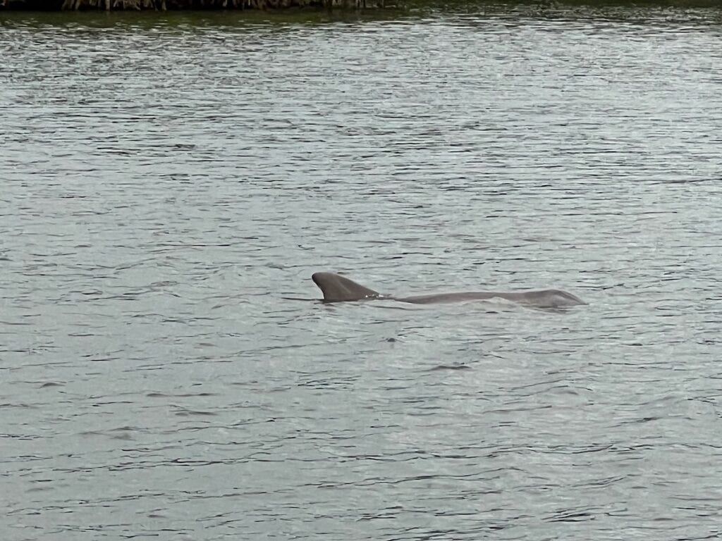 River Dolphin spotted on the Indian River Pontoon Sunset Boat Tour