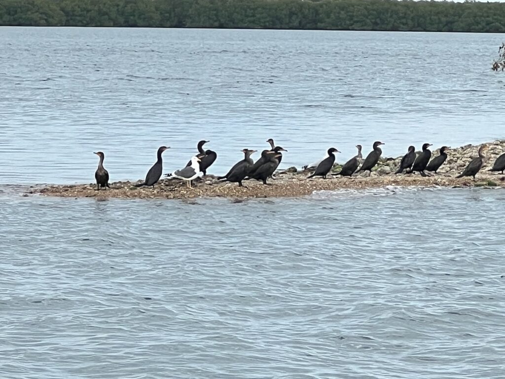 Birds we saw on the Indian River Pontoon Boat Tour