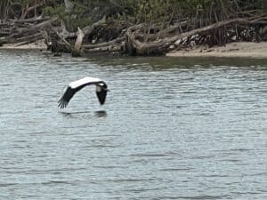 Flying bird on the Indian River spotted on the Sunset Pontoon Boat tour