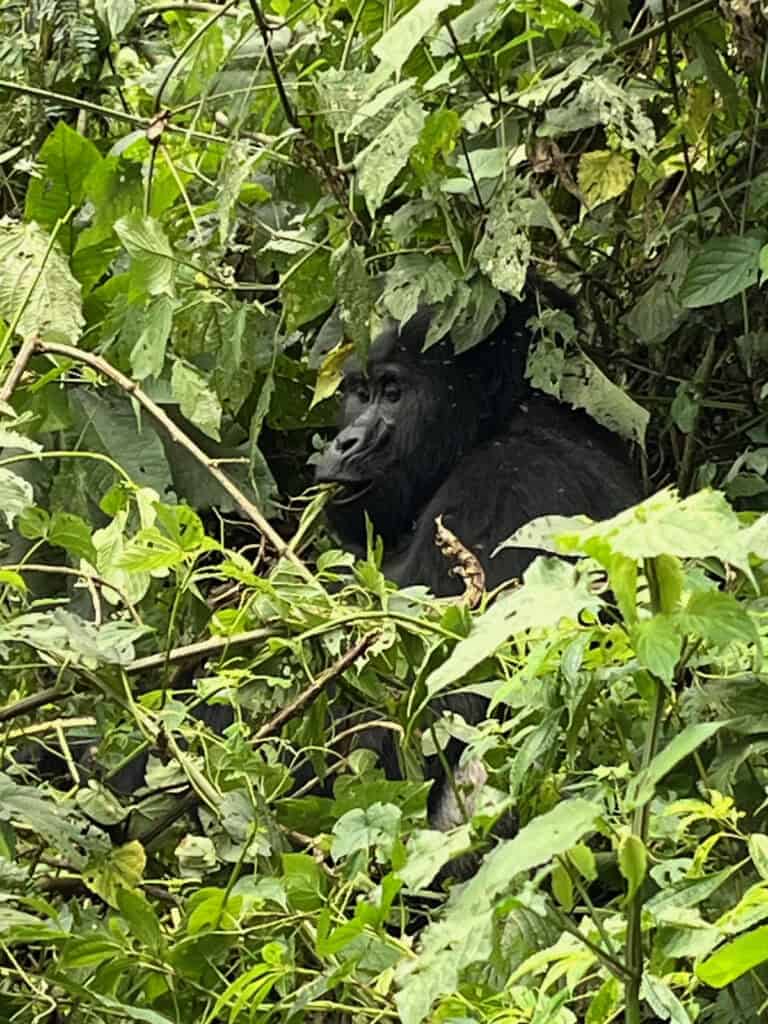 Silverback Gorilla in Uganda's Bwindi Park