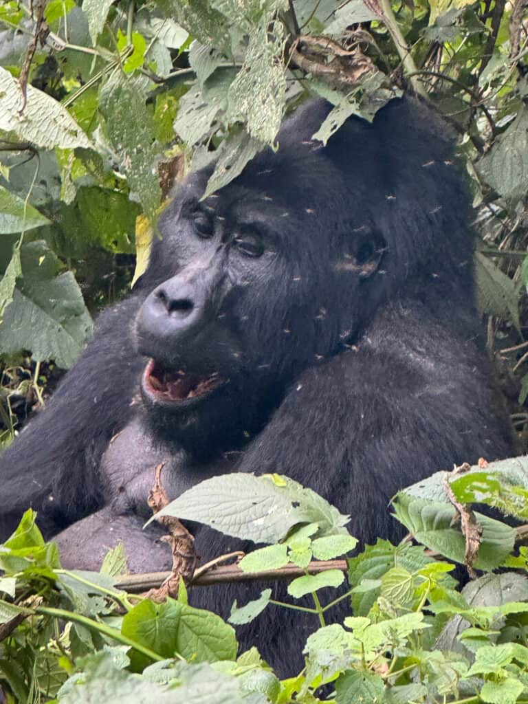 Male Silverback with mouth open in Uganda's Bwindi Park