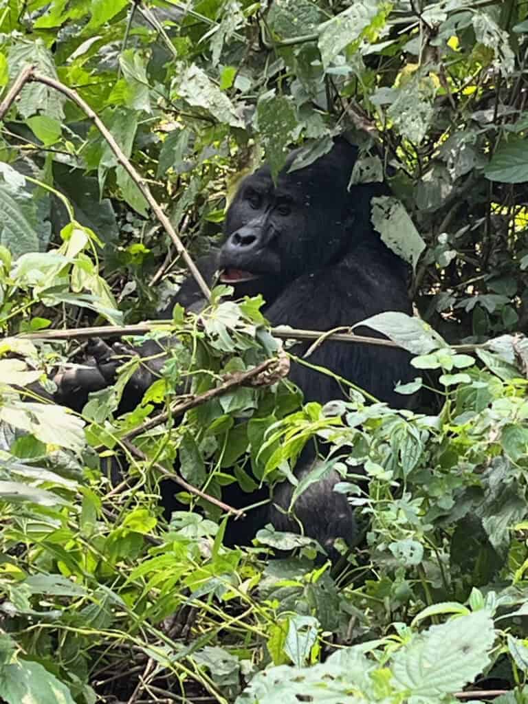 Silverback munching on some leaves in Uganda's Bwindi Impenterable National Park