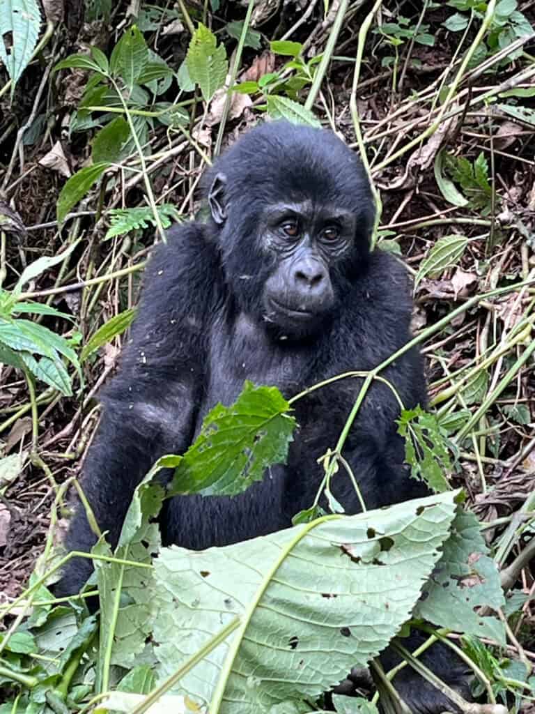 One of the young gorillas in the gorilla family we trekked in Uganda's Bwindi Impenterable National Park