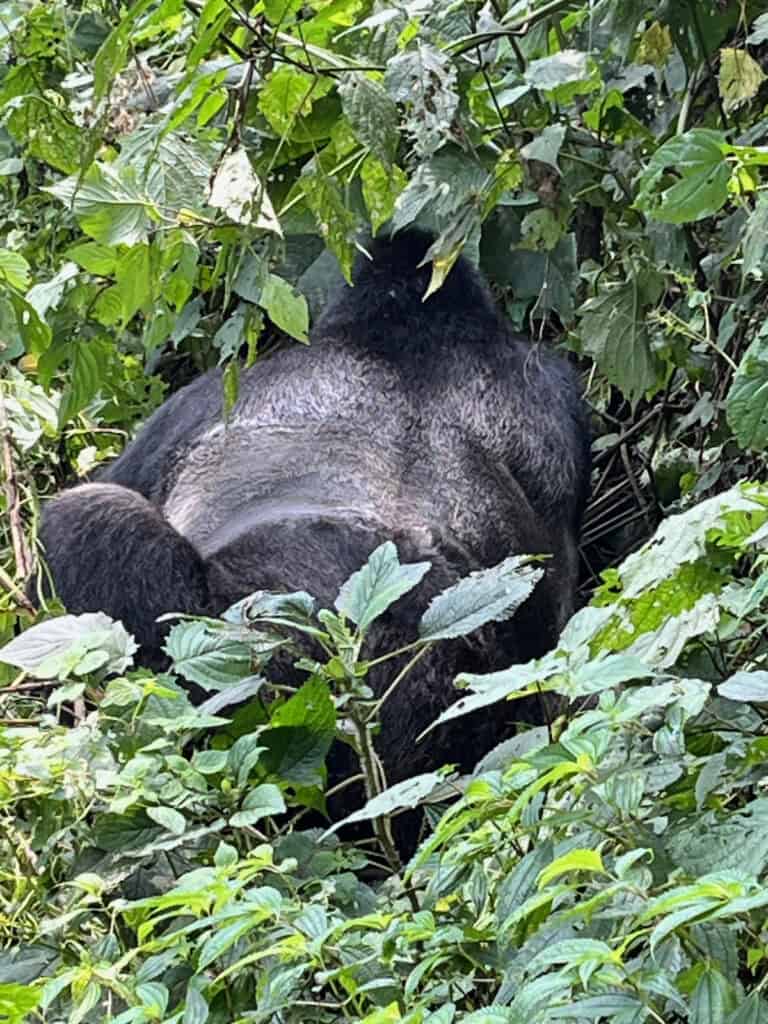 The back of a big silverback gorilla in Uganda's Bwindi Impenterable National Forest