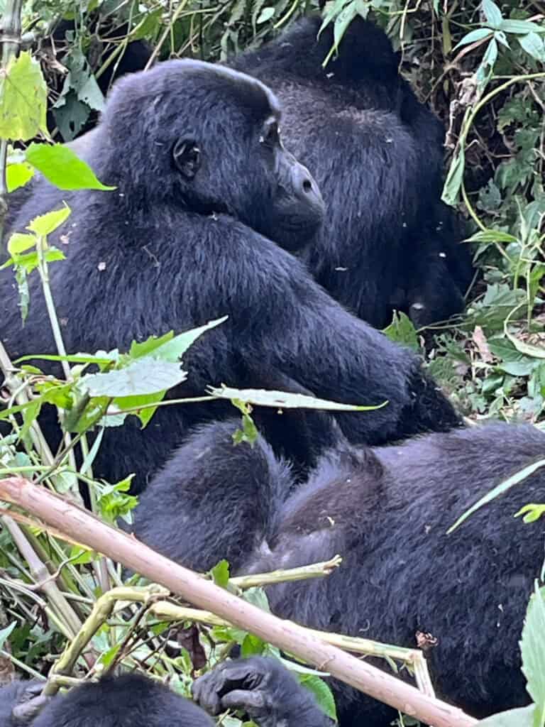 5 gorillas hanging out together in the Uganda's Bwindi Impenterable National Forest