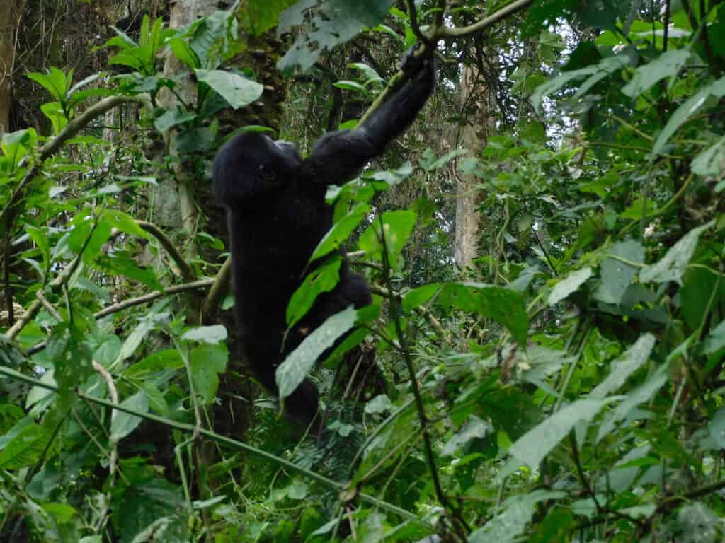 Young gorilla climbing tree in Uganda's Bwindi Impenterable National Forest