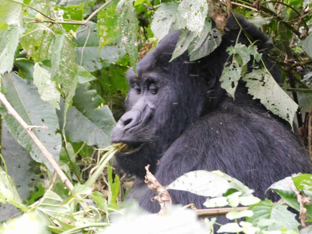 Silverback male eating in Uganda's Bwindi Impenterable National Forest