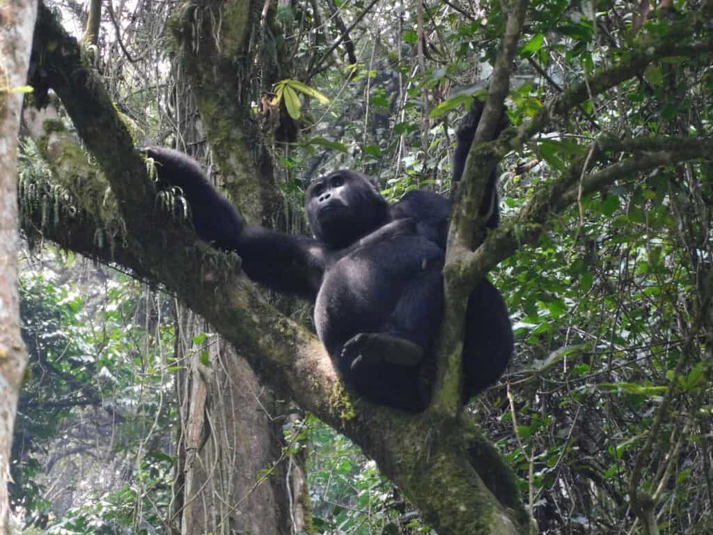 Blackback male gorilla up in a tree in Uganda's Bwindi Impenterable National Forest