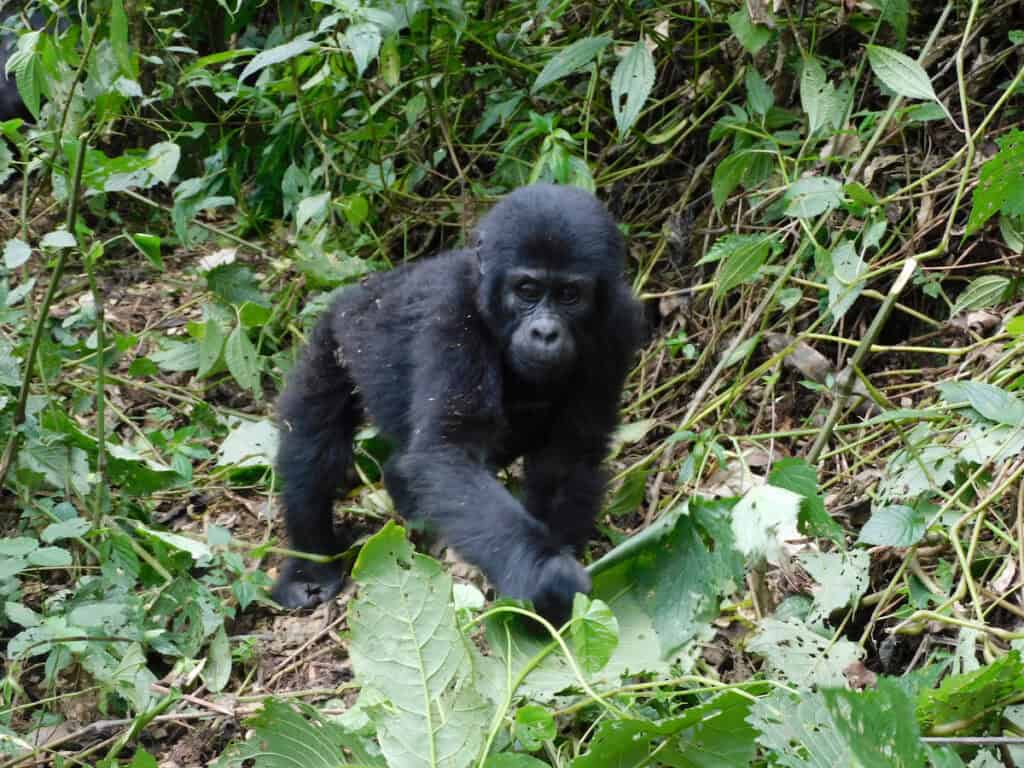 Baby Gorilla walking toward us on on Gorilla Trek in Uganda's Bwindi Impenterable National Forest