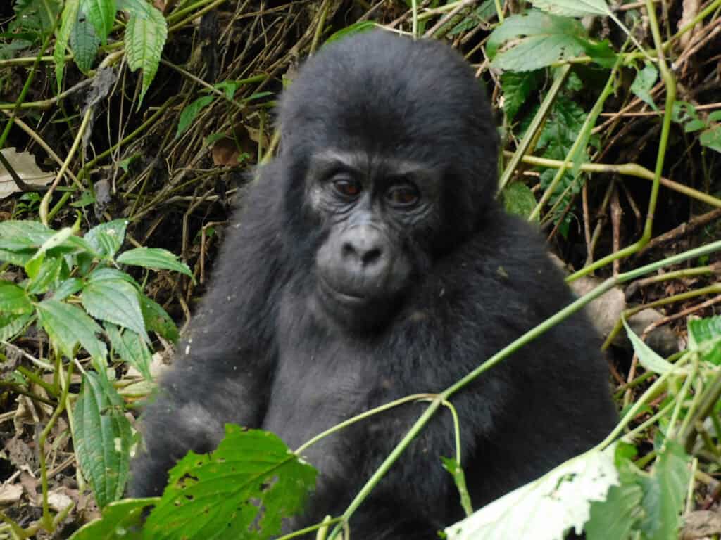 Young baby gorilla less than 2 years old in Uganda's Bwindi National Forest