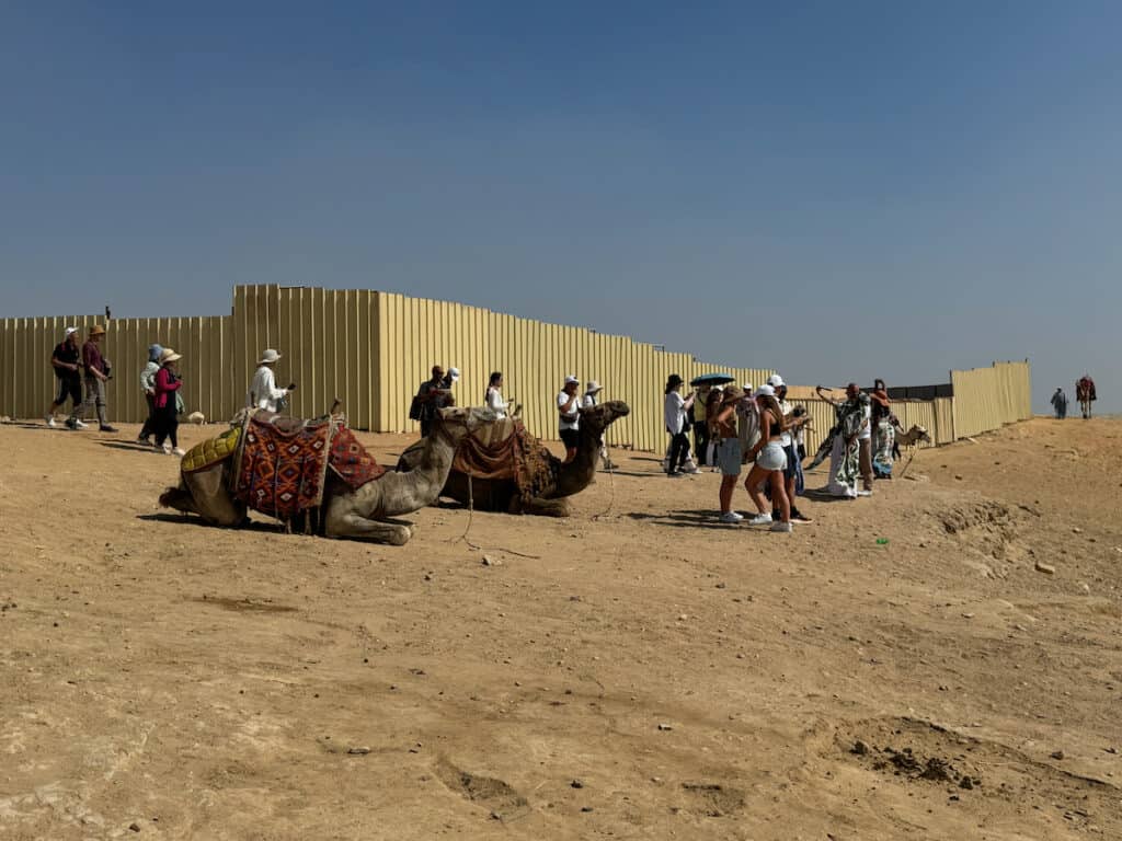 Camels avaiable to rent for a tours around the Pyramids