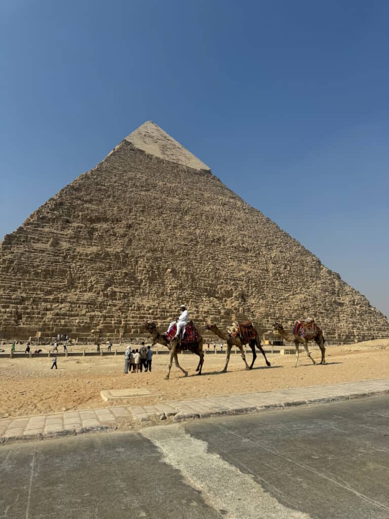 Camels walking in front of one of the Giza Pyramids