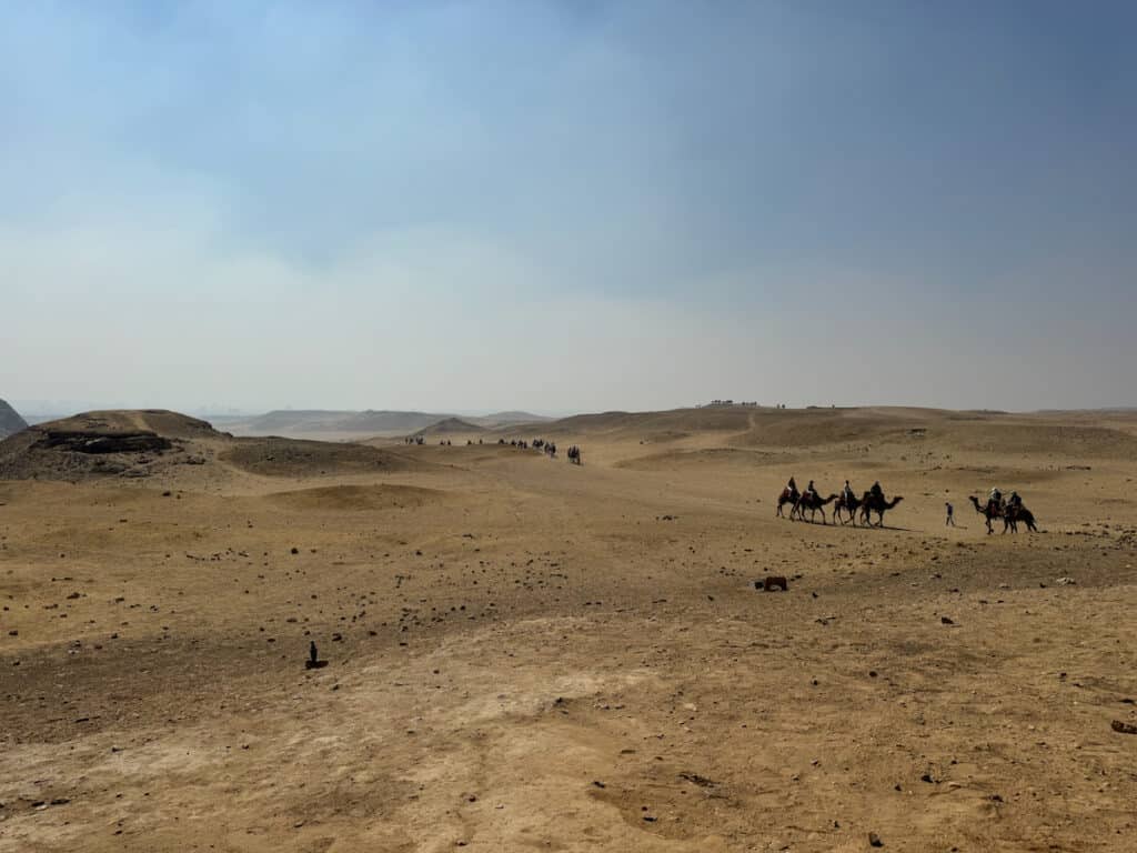 A line of Camels on a tour of the desert at the Giza Pyramids in Egypt