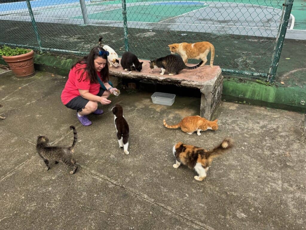 Me feeding the cats at the cat sanctuary in Old San Juan