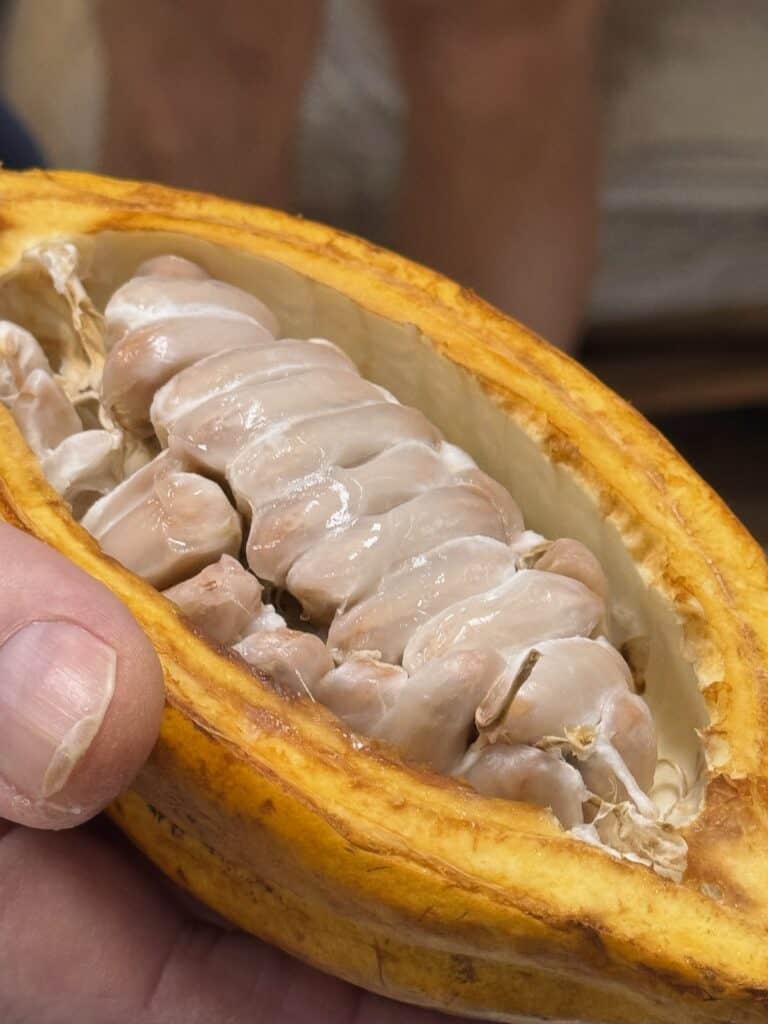 Fresh Cacoa used at Kuia Estate Maui Chocolate Factory for making chocolate