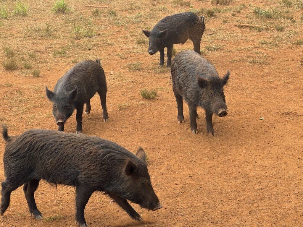 Semi wild pigs we feed on the Kauai Rum Safari Tour