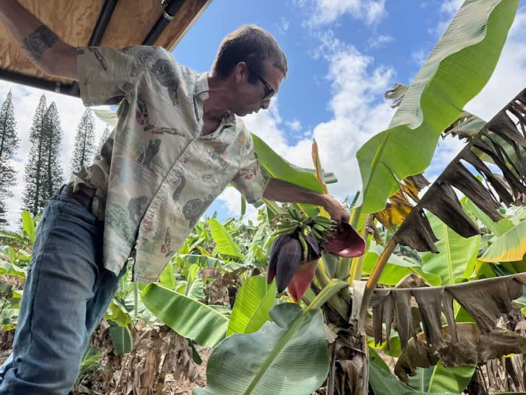 Guide for the Kauai rum Safari Tour showing the local vegitation