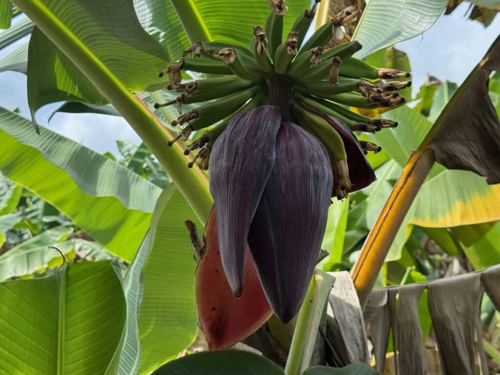 One of the many beautiful plants we saw on the Kauai Rum Safari Tour