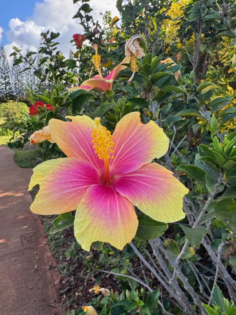 Hibicus with Pink Center and Yellow edges found on Kauai