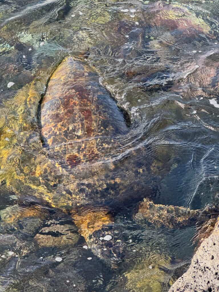 Sea Turtle we spotted near the sea wall at the Beach House Restaurant