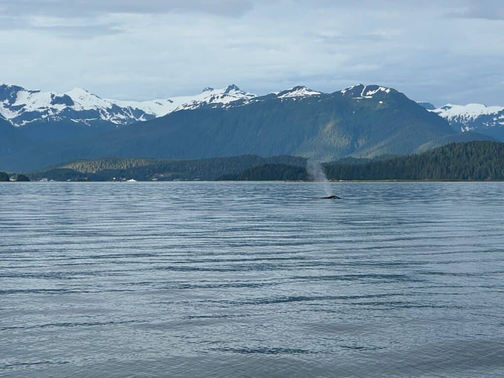 Spout of a humpback whale in Juneau