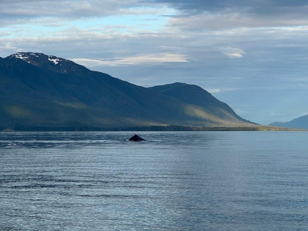 Back of a humpback whale in Juneau