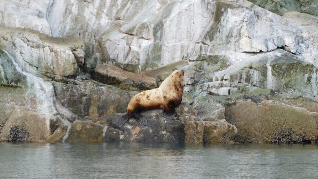 Male harbor seal spotted on whale watching tour in Juneau