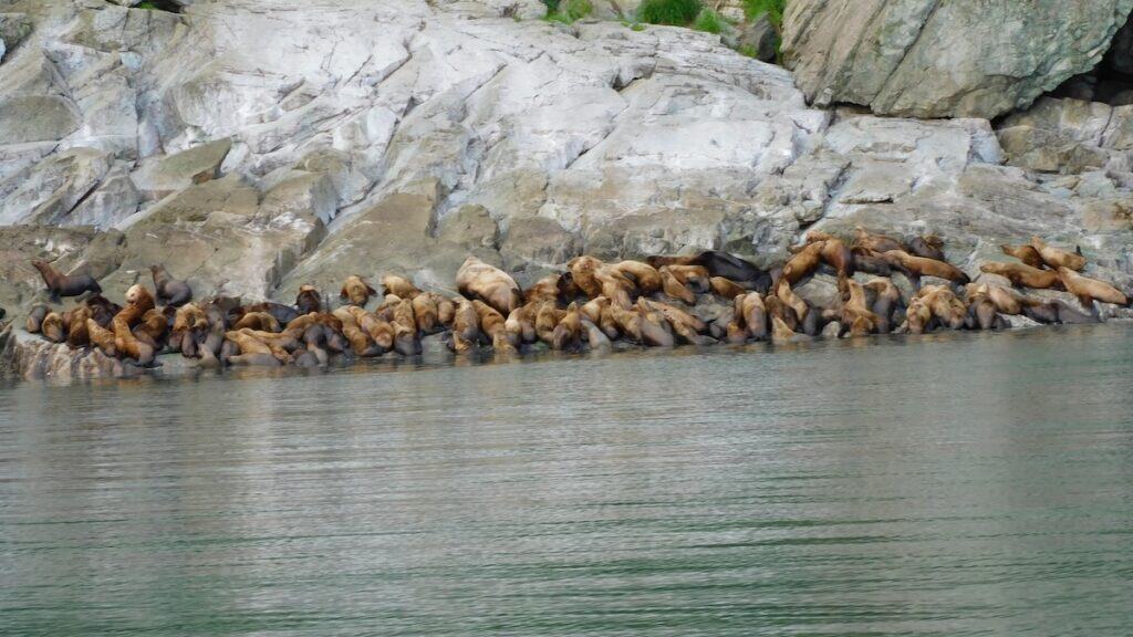 A whole bunch of harbor seals spotted on whale watching tour in Juneau