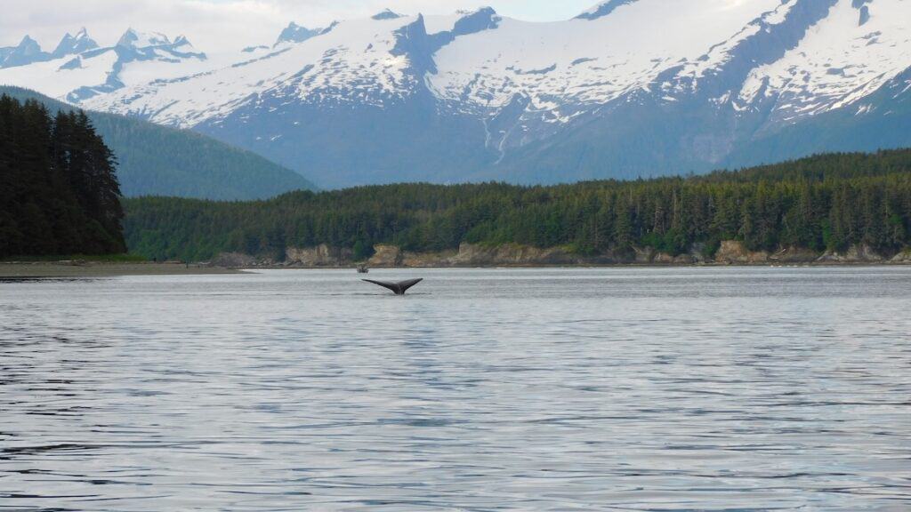 Tale of a humbpack whale in Juneau