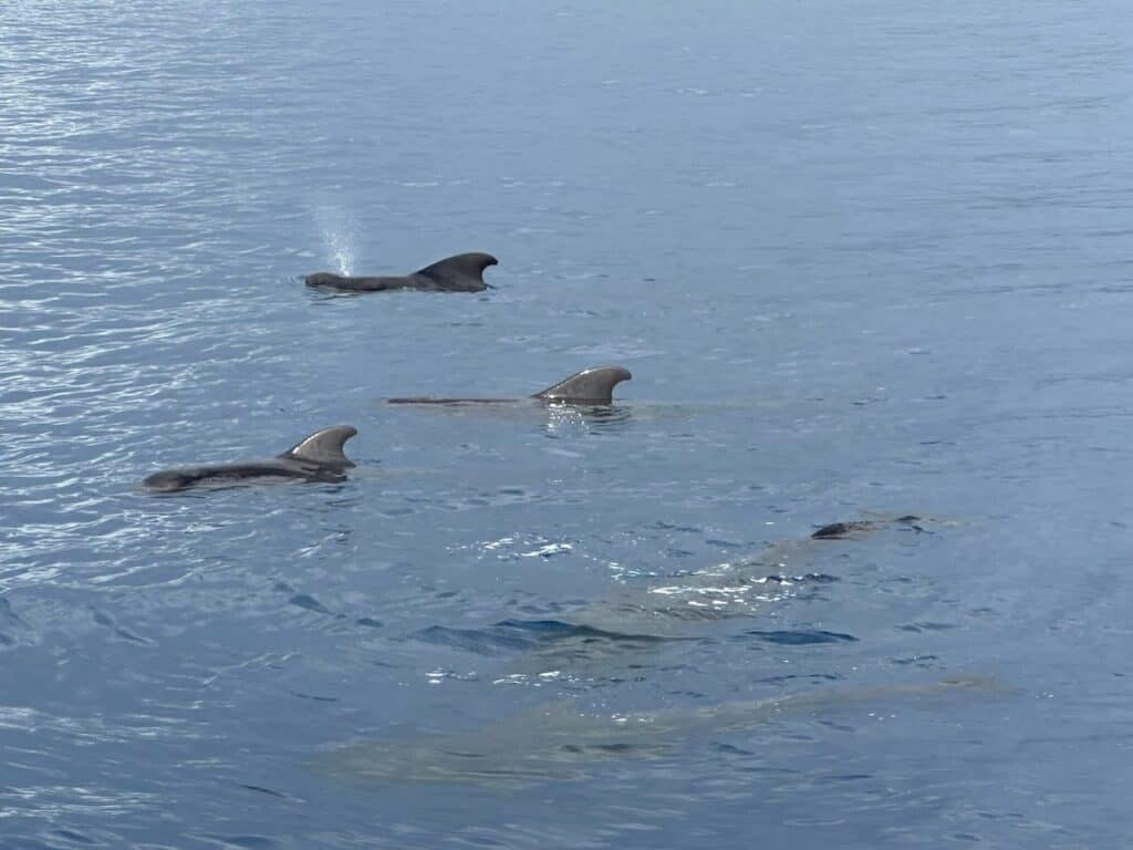 Pilot Whales off the coast of Dominica