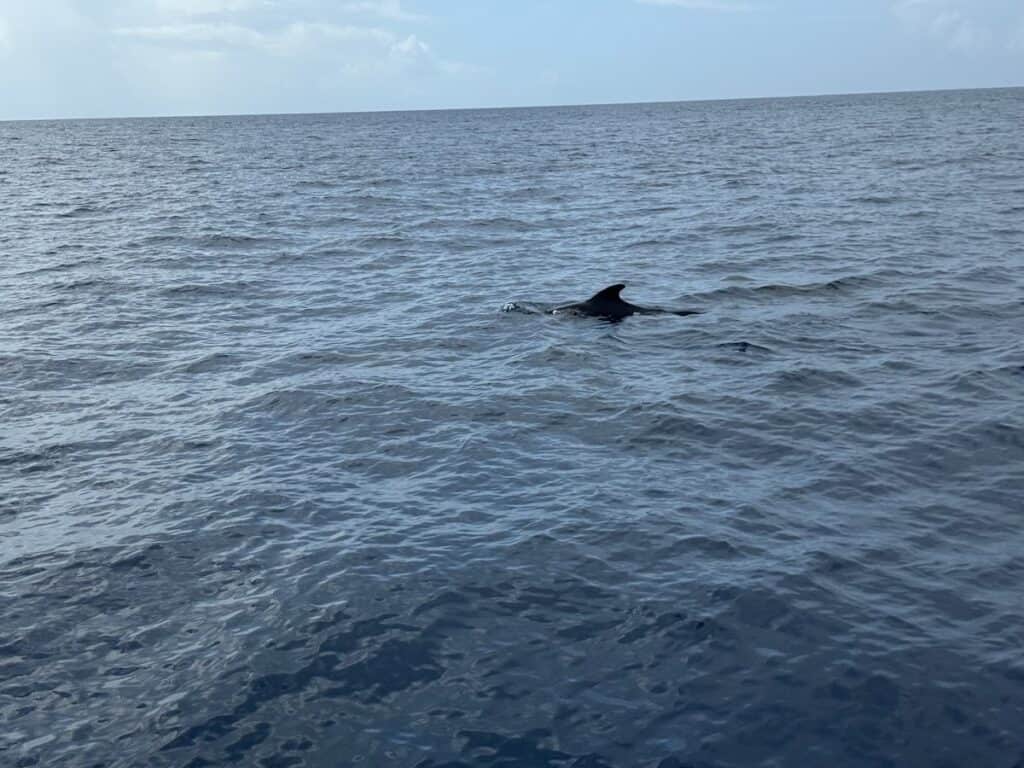 Pilot Whale in the waters off the coast of Dominica