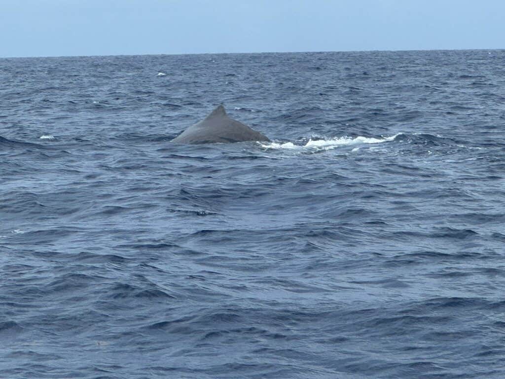 Sperm Whale gliding throught the water of Dominica
