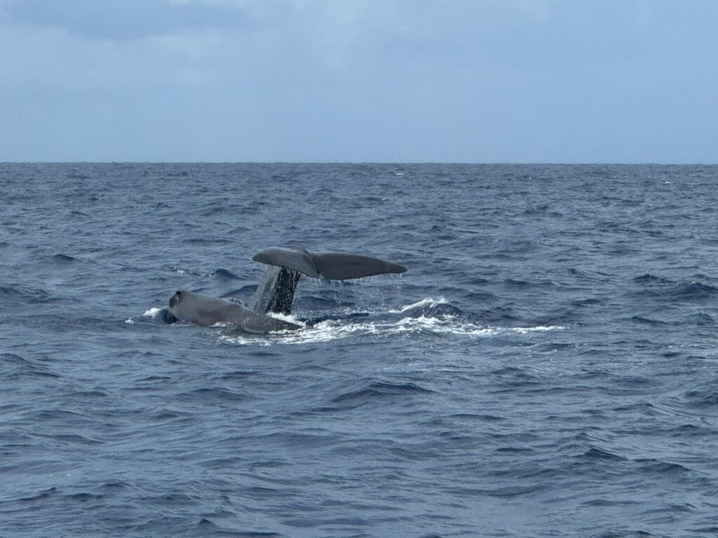 Mom and baby Sperm Whales off the coast of Dominica