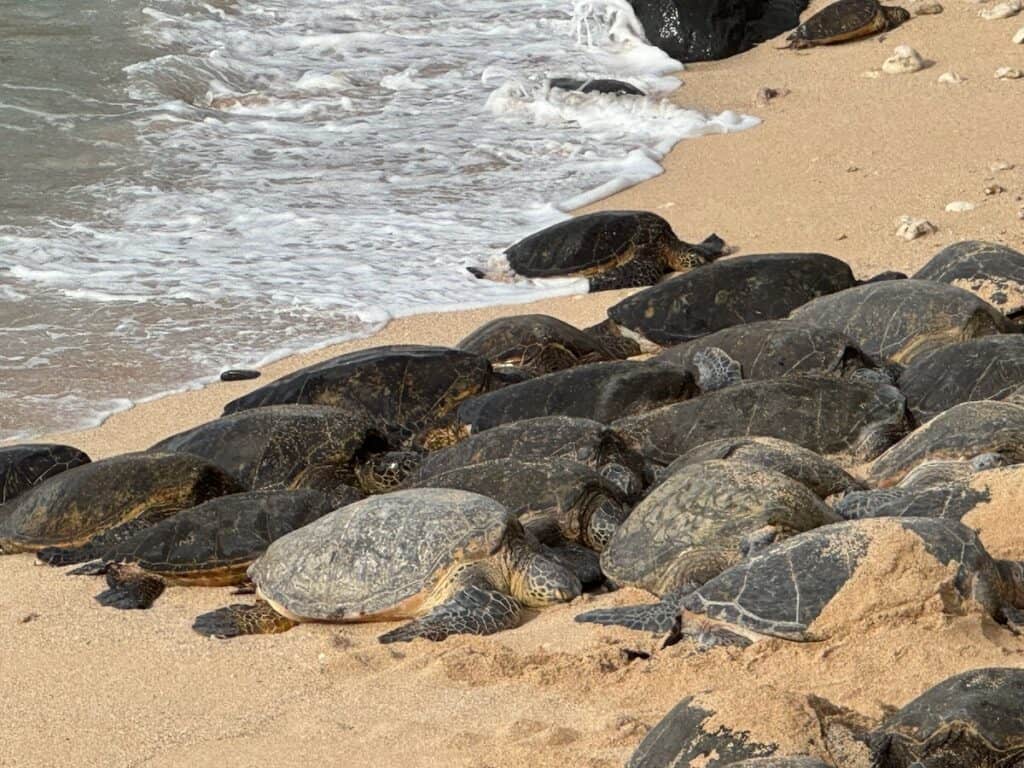 Sea Turtles on Hookipa Beach on Maui
