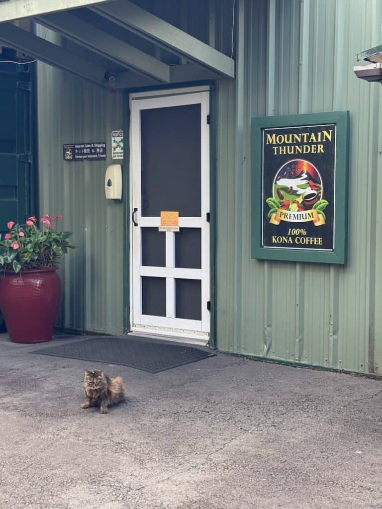 Princess the Cat outside of the building at Mountain Thunder Coffee farms on the big island