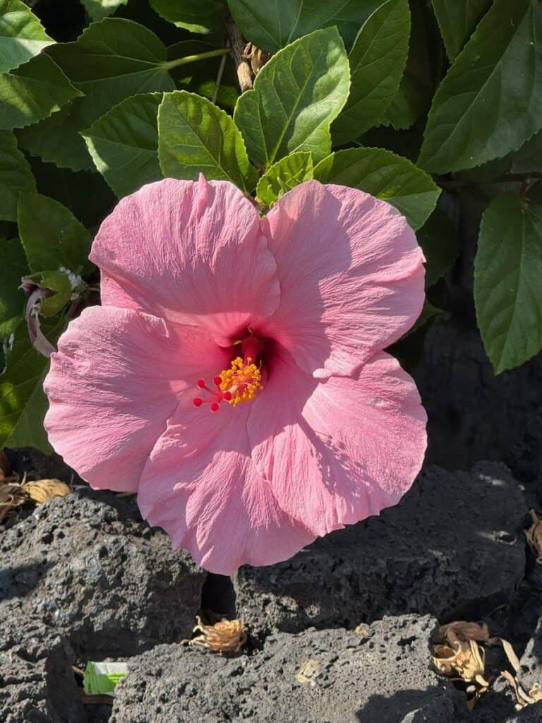 Pink Hibiscus on Kona