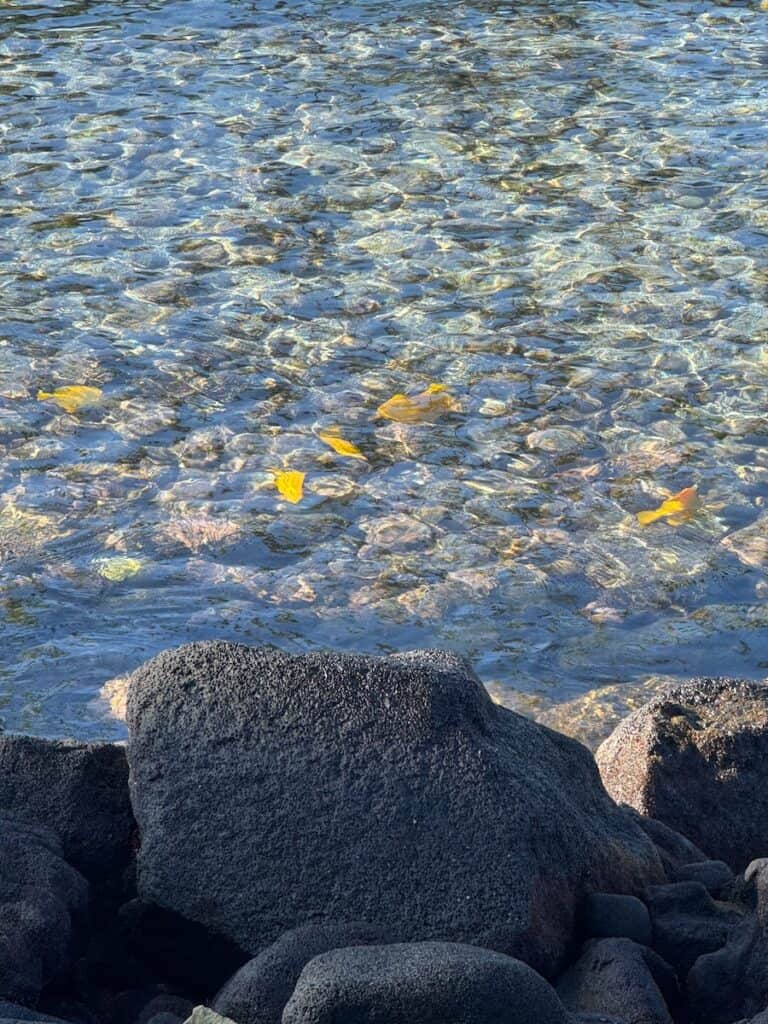 Yellow fish in the water in Kona