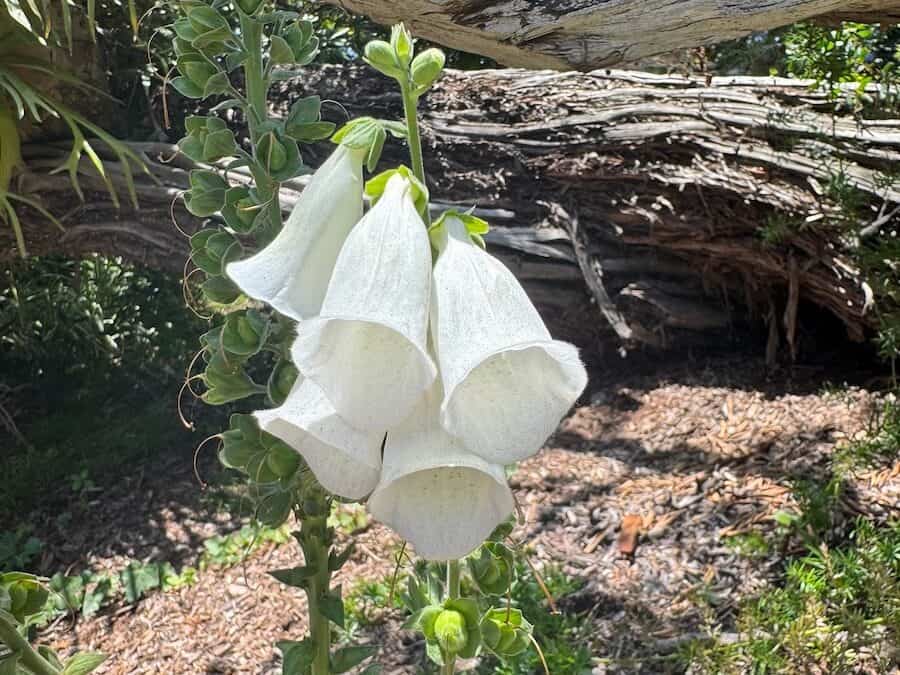 White flowers at the self-realization fellowship Hermitage Meditation Gardens in Escondido, CA