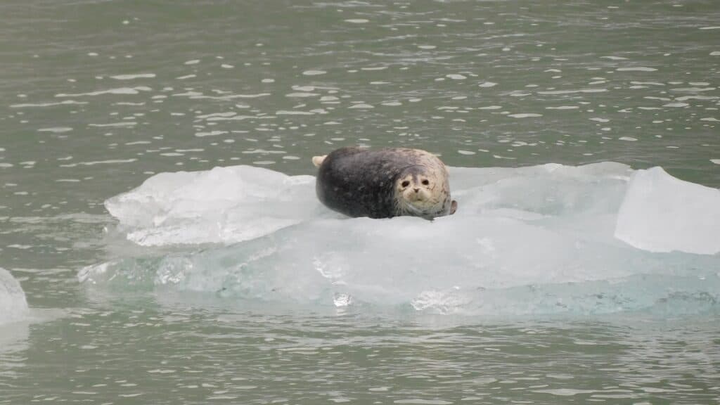 Harbor Seal on an iceberg in the water off the shores of Alaska