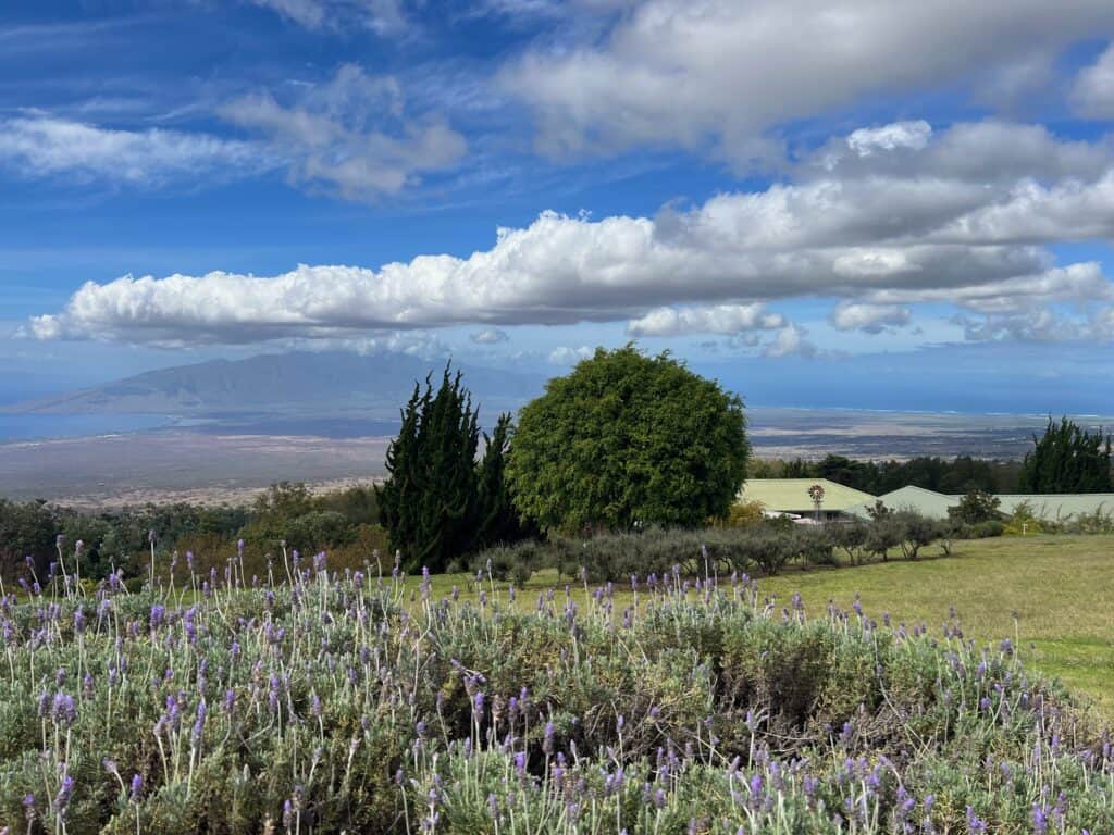 View of Ocean and Maui Island from Ali'i Kula Lavender Farm