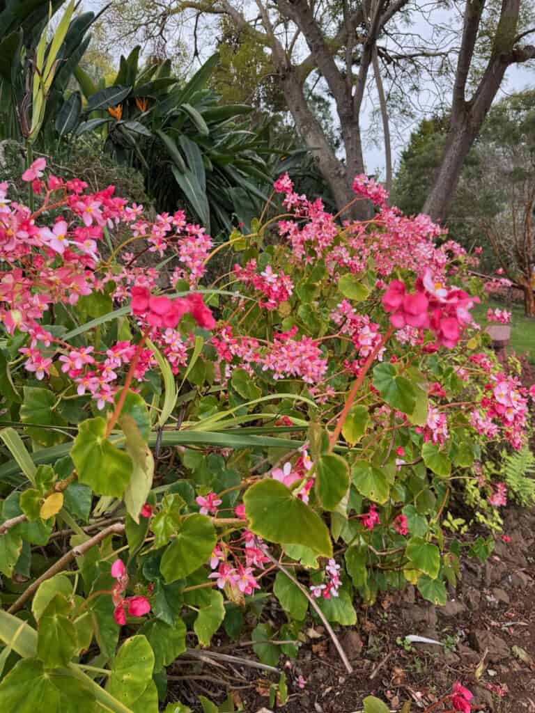 Flowers at Ali'i Kula Lavender Farm