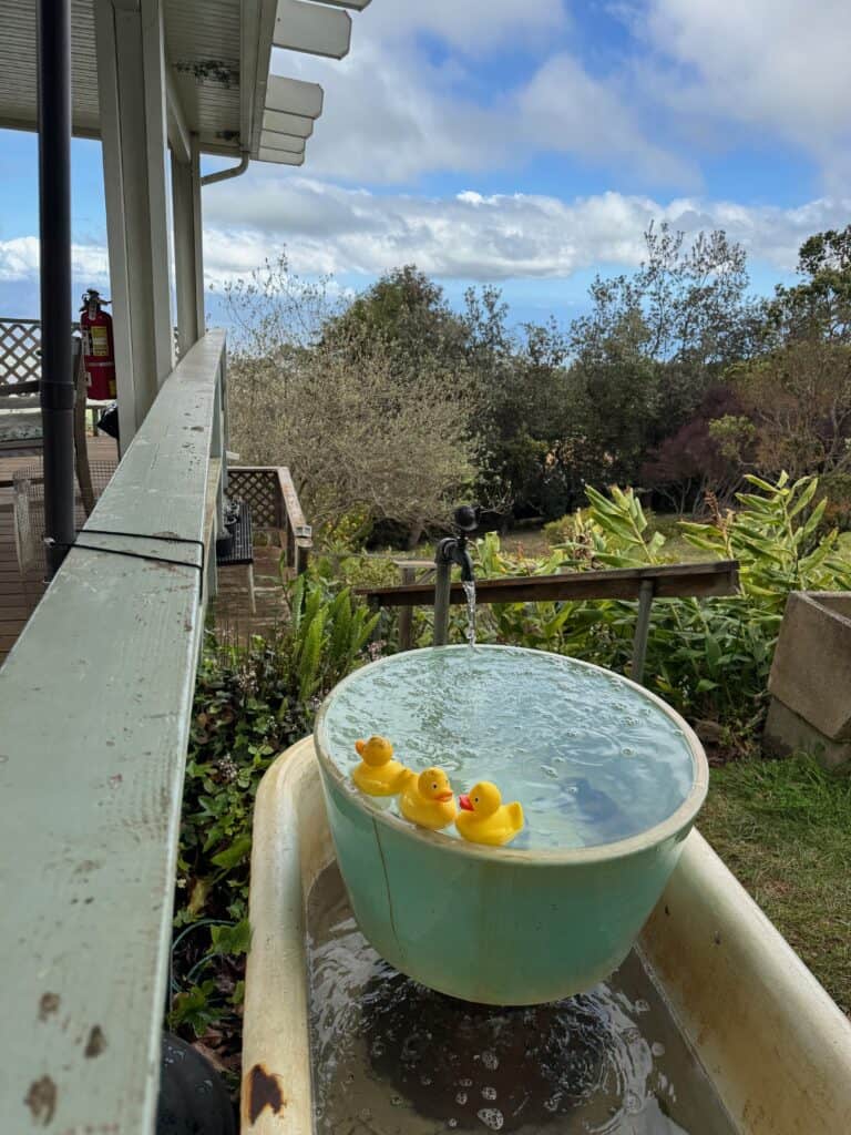 Rubber Ducks in tub at Ali'i Kula Lavender Farm