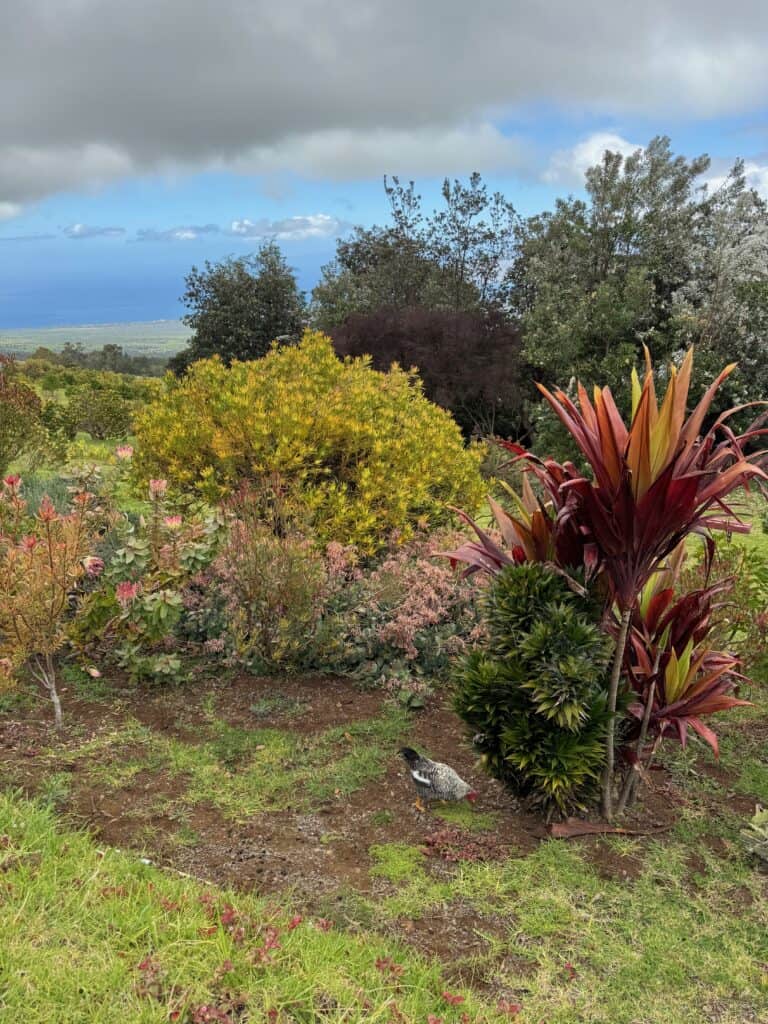 View of Ocean and rooster at Ali'i Kula Lavender Farm