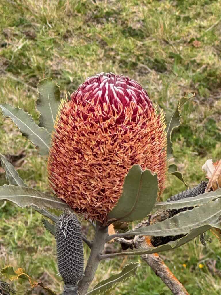 Flower bud at Ali'i Kula Lavender Farm