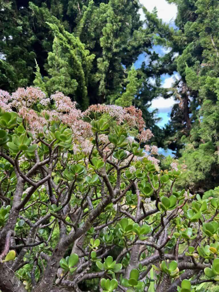 Flowers at Ali'i Kula Lavender Farm