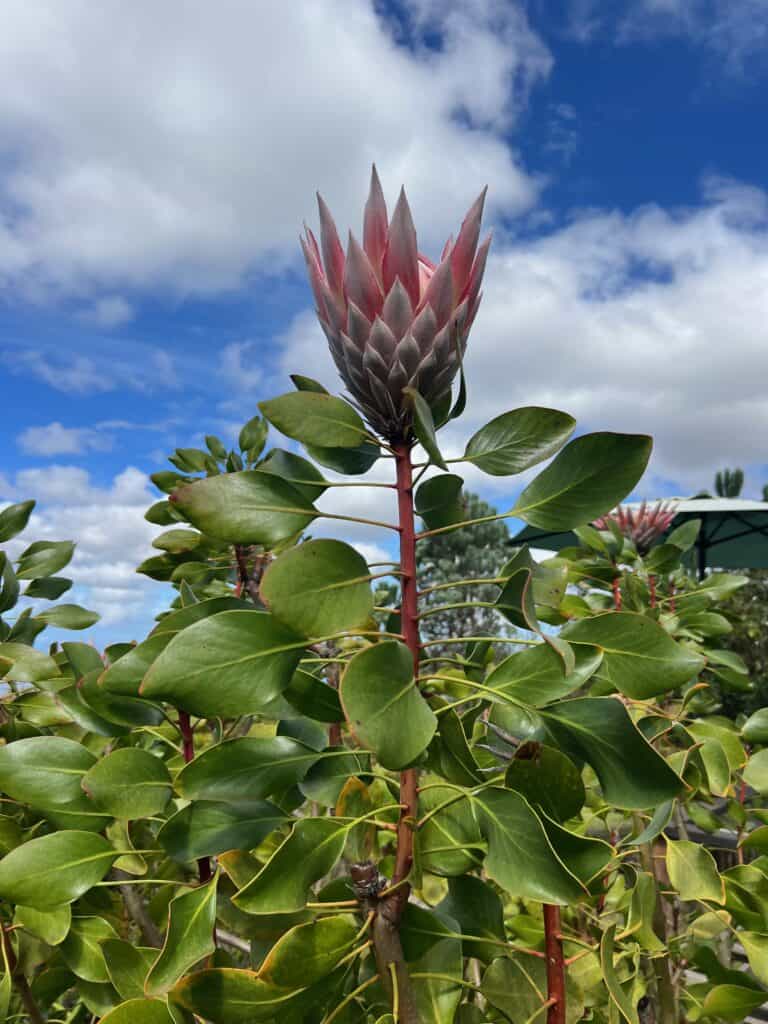 Flower bud at Ali'i Kula Lavender Farm